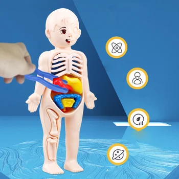 Набор из 14 предметов, детская научно-образовательная модель органа человеческого тела, собранные своими руками медицинские игрушки для раннего обучения